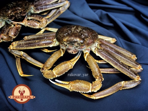 КРАБ СТРИГУН целый