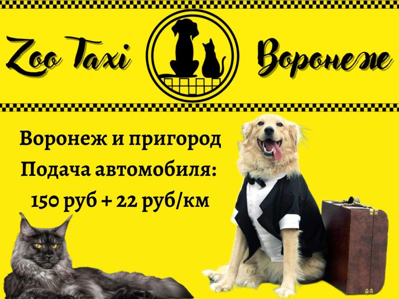 Перевозка собак. Перевозка кошек. Зоотакси 24/7. Перевозка собак. Перевозка кошек. Зоотакси 24/7.