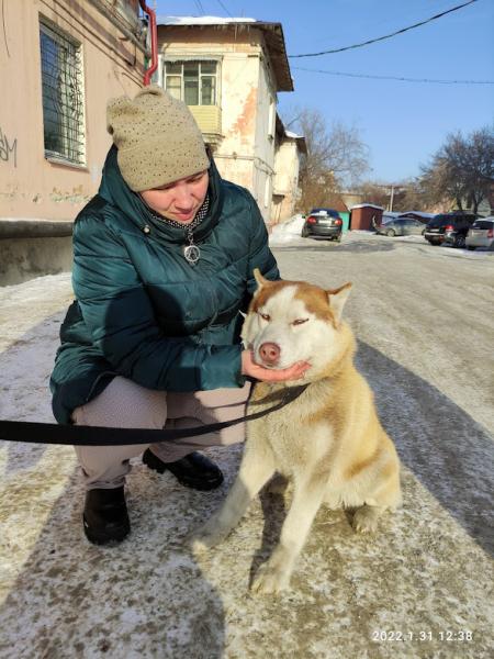 Передержка собак кошек