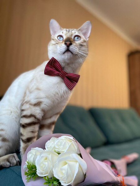 Вязка кот Вязка кот