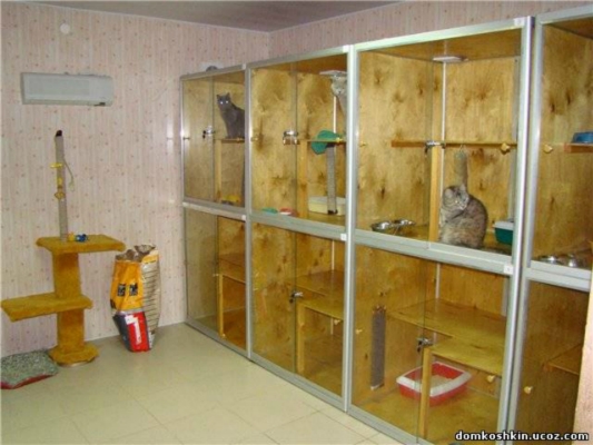 Передержка собак, кошек.
