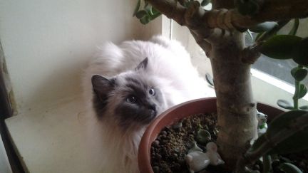 Домашняя передержка кошек