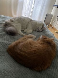 Передержка кошек в квартире