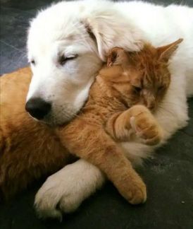 Передержка собак и кошек