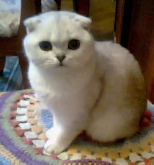 Вязка. Кошечки страйт. Приглашение на вязку