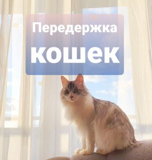 Передержка кошек, котоняня