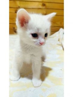 Передержка животных