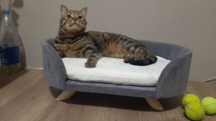 Передержка кошек