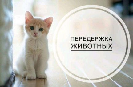 Передержка животных