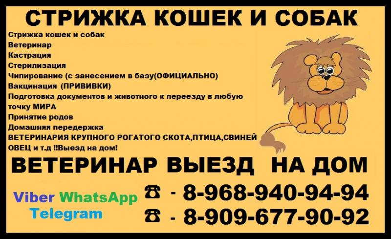 Стрижка кошек и собак в Королеве,домашняя передержка