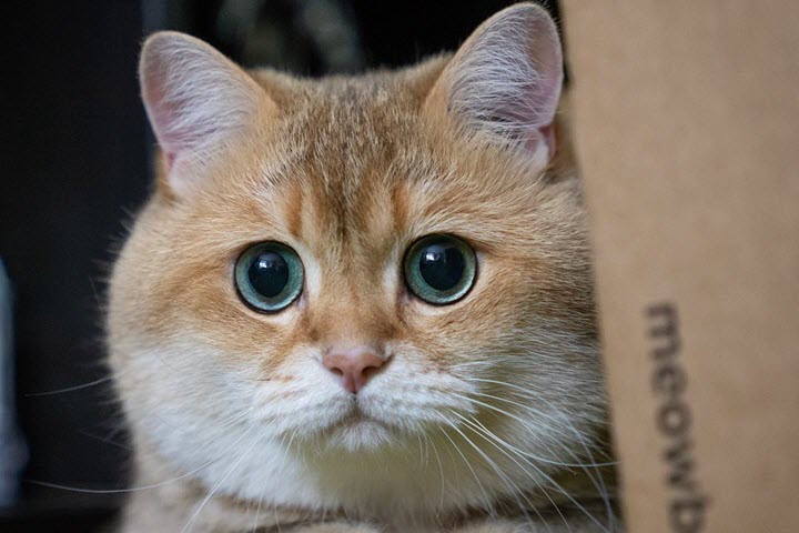 Передержка котов и кошек