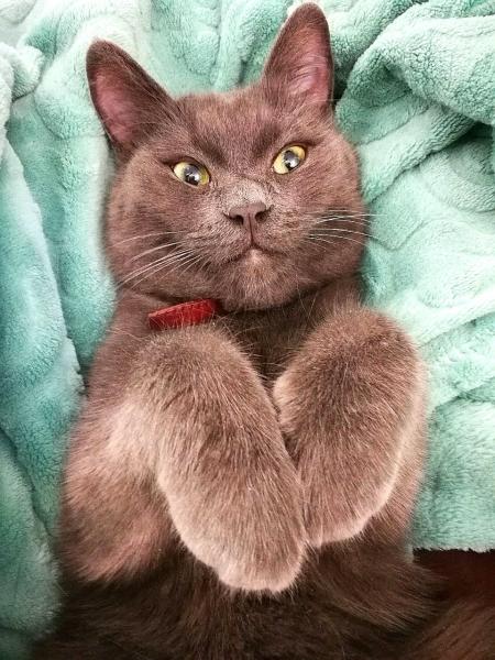 Передержка / Cat-Tsap - гостиница для кошек Передержка / Cat-Tsap - гостиница для кошек