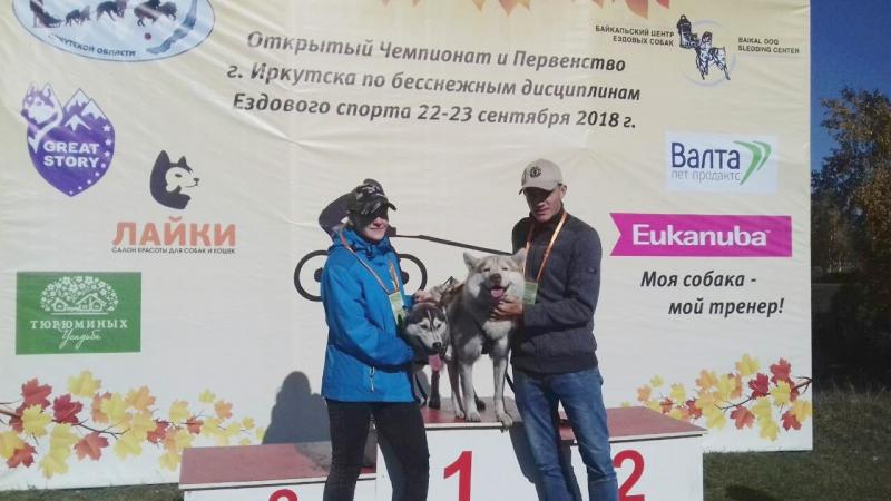 Догситтер