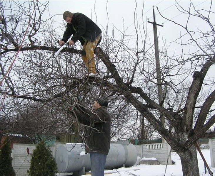омолаживание деревьев