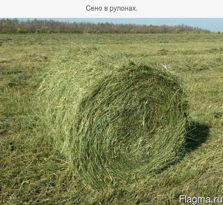 Сено в рулонах