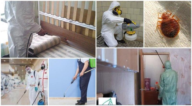 Уничтожение клопов тараканов крыс и всех видов вредителей