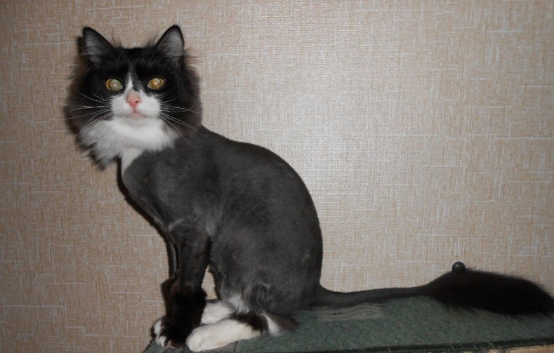СТРИЖКА КОШЕК