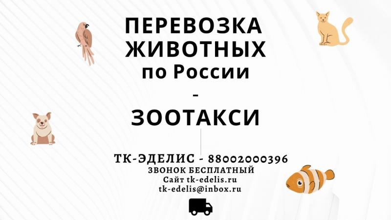 Перевозка животных Волгоград