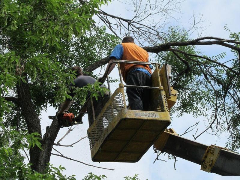 Удаление, валка и обрезка деревьев (Арбористы)