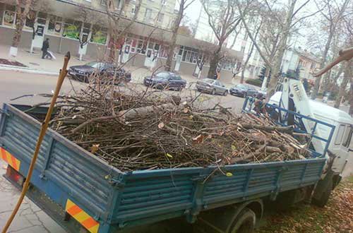 Спил деревьев.