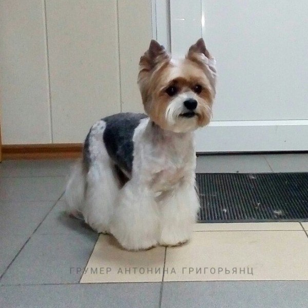 Стрижка собак всех пород