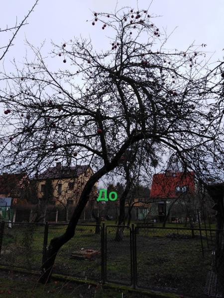 Обрезка плодовых деревьев в вашем саду яблони груши Обрезка плодовых деревьев в вашем саду яблони груши