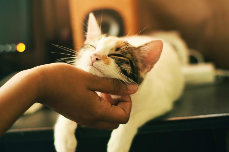 Присмотрим за котом (Няня для кота \ КэтСиттер)